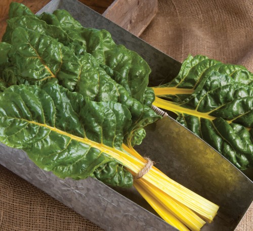 Chard Mangold El Dorado 